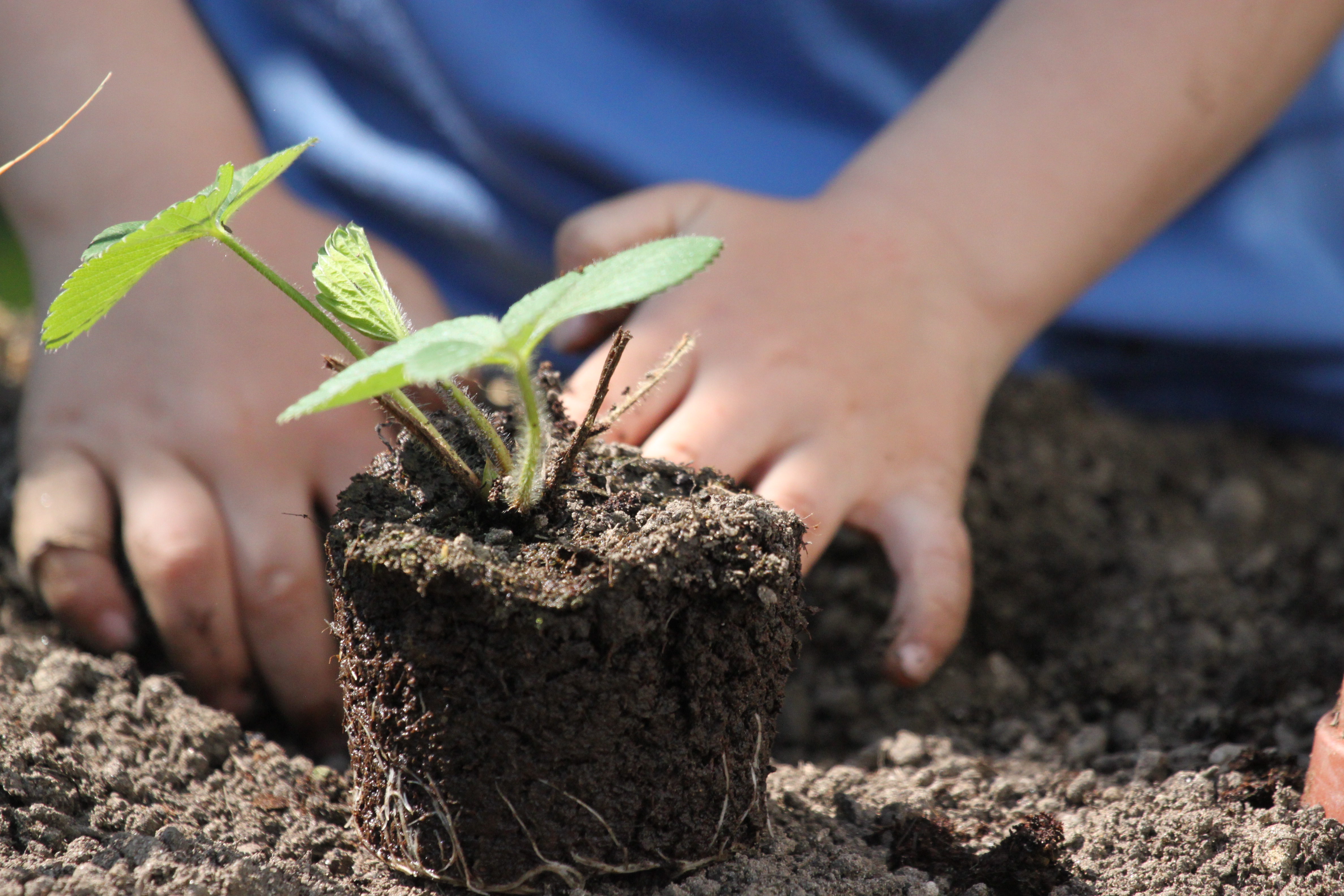 Créer son mini potager